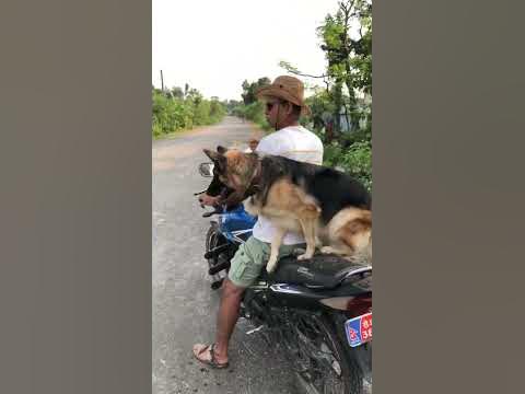 German shepherd and Japanese Spitz in Nepal - YouTube