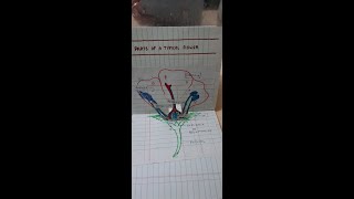 How to make 3d flower morphology