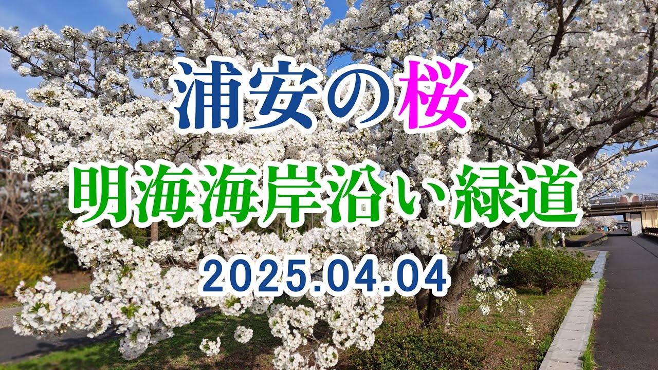 浦安境川のさくら 2025.04.04