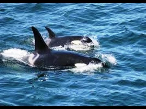 Algumas Orca dando um Rolé em águas de Arraial do Cabo em 14/09/2013