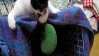 20091118晚上小三八自己在玩很激動 ２.asf