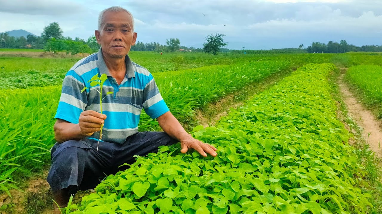 CARA MENANAM BAYAM TANPA PUPUK KIMIA 