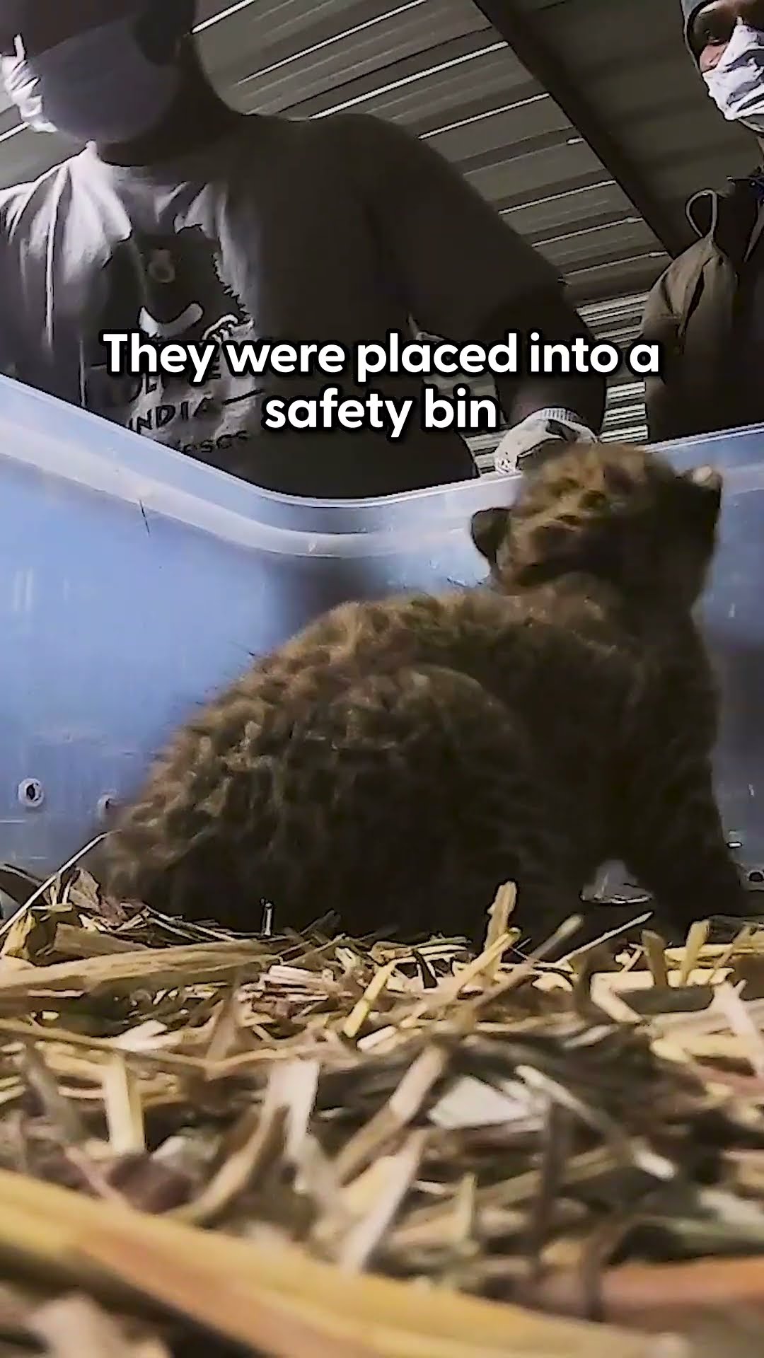 Leopard Babies Found In A Field Reunite With Mom | The Dodo