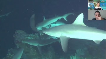 The Social Life of Sharks with Dr Yannis Papastamatiou