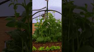 Polytunnel rain: GoPro vs stereo bar