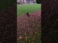 Fetching Sky Ball and Jumping in Pile of Leaves #autumn (1 year old)