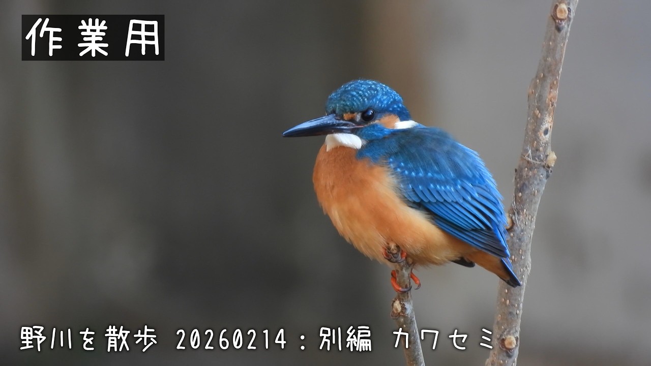 野川を散歩 20260214：別編 カワセミ【作業用】
