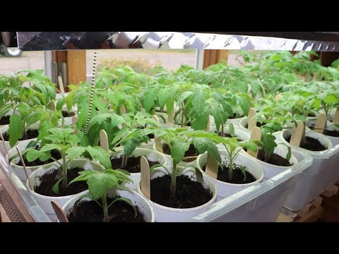 Video: Growing Seedlings Of Tomato, Pepper And Eggplant