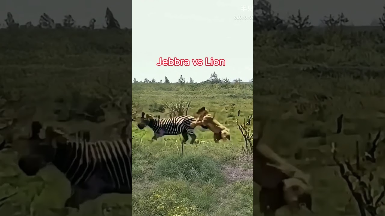 Jebbra vs Lion 