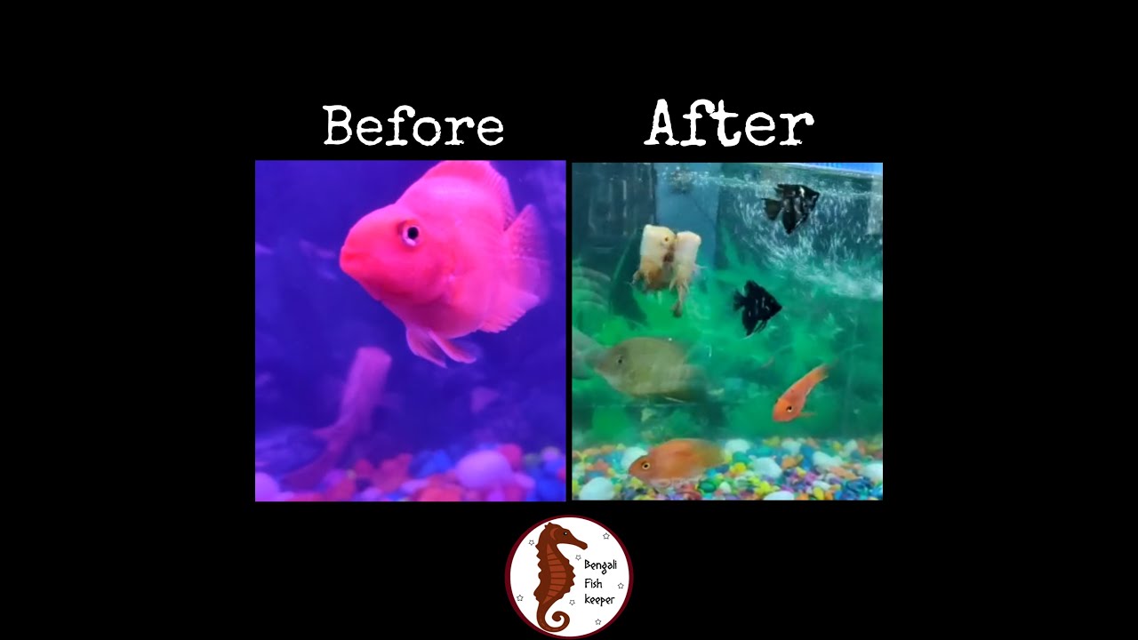 Fix a Cloudy fish tank why fish tank cloudy ? Get crystal