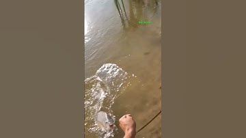 Cá Lớn - câu Cá Rô Phi Khủng bằng tay 😱 #khacthuyvlogg