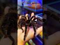 Как вырос мой питомец 🕷️ Lasiodora Parahybana на руках #tarantula #spider #shorts #tarantulahandling