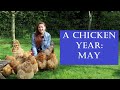 The Chicken Year Month by Month: May