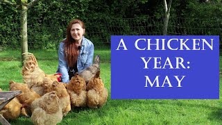 The Chicken Year Month by Month: May