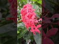 සොබාදහමේ පුංචි දේත් ලස්සනට දකින්න...❤🌸 Natura in Rainy Day
