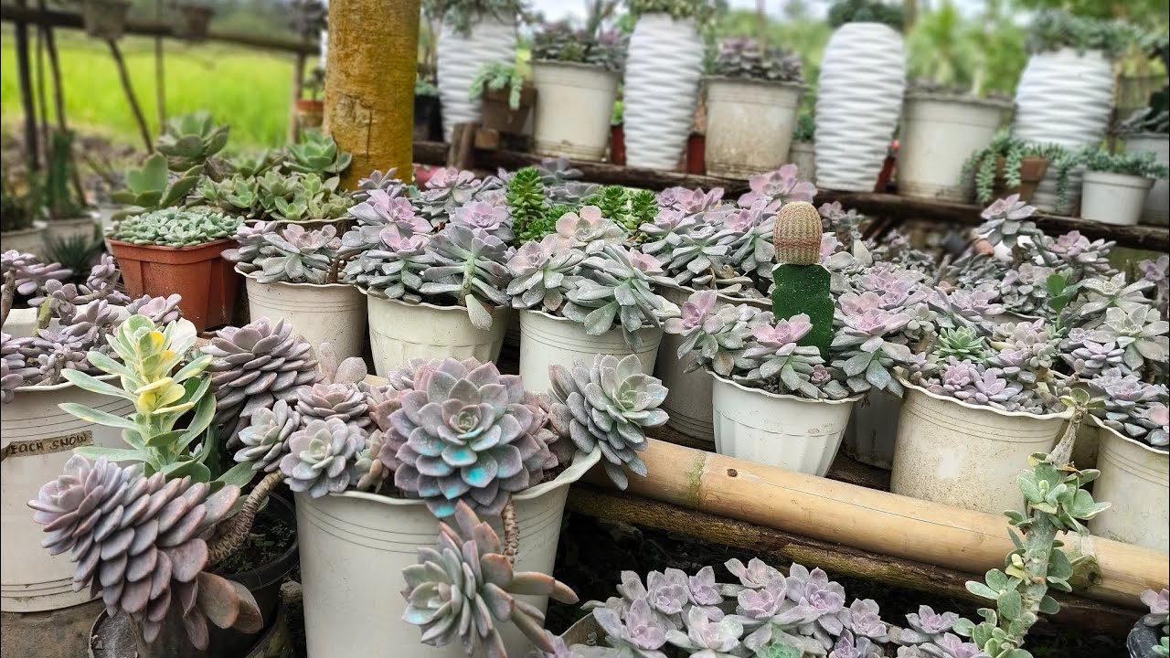 May Perwisyo sa garden ko!