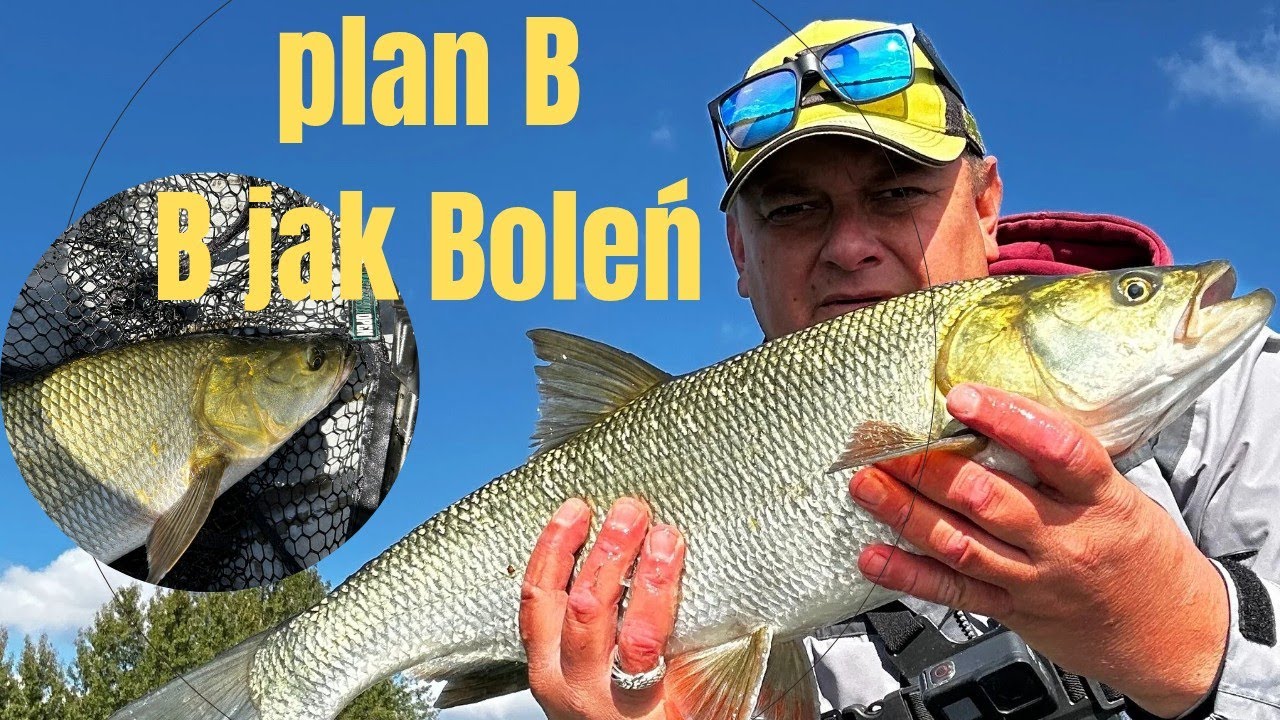 Gdy nie biorą szczupaki, jest plan B- boleń #wędkarstwo #spinning #boleń 