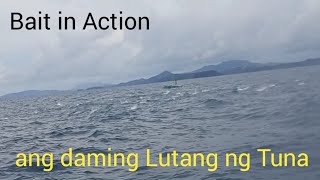 #Bait in Action ang daming lutang nang Tulingan at tuna