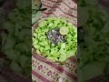 Healthy food#nature #natural #travel #naturalfarm #beautifulfarm