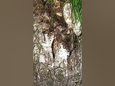Кареглазый Циклоп улыбается кареглазому Деду Морозу над зевающим ...
