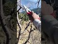 #Apple pruning  #shortsfeed #shorts #villagelife