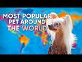 Most Popular Low Maintenance Pets Around the World!