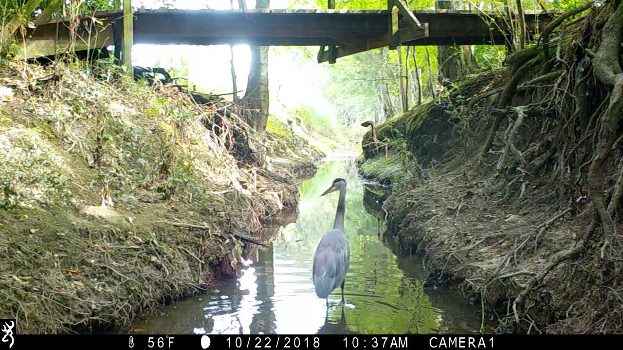 Backyard Trail Camera, Coulee Cam YouTube