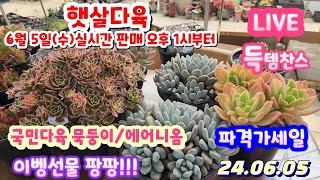 [ LIVE]햇살다육 ( 010-8735-2060) 묵둥이 선인장 아프리카식물등 파격가세일