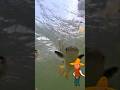 Cara Mancing Ikan Blanak Ekor Kuning #blanakan #ikanblanak #mancing #mancingblanak #mancingmania #fy