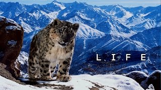 زندگی چیست - ویدیوی الهام بخش