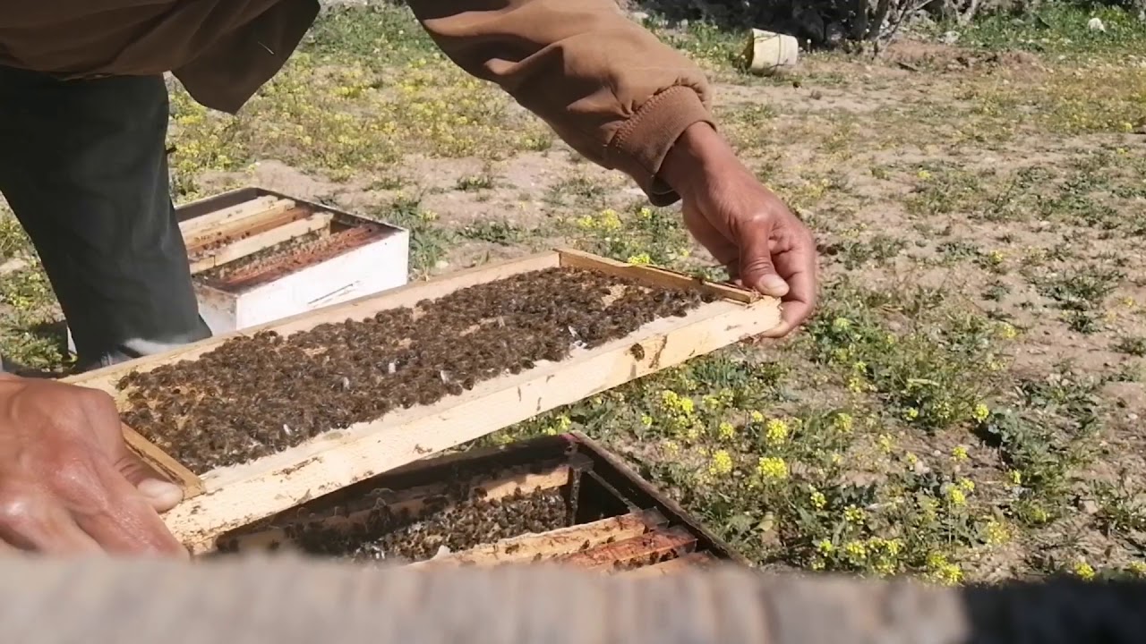 فحص خلية نحل بعاسلة لنرى نتيجة التوسع الرأسي 18\02\2020