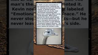 The Emu Who Stole Hats and Healed#KevinTheEmu #Emu #AnimalStories #Heartwarming #InspiringStory #emh