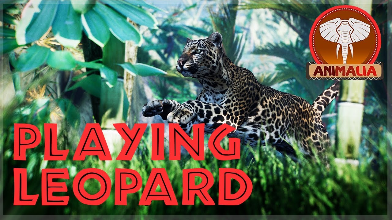 ANIMALIA 🦁 Fighting Hunting + Growing A LEOPARD! - YouTube