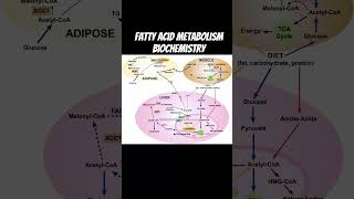 fatty acid metabolism biochemistry #fattyacids #fattyacid #biochemistrylecture #biochemistrynotes