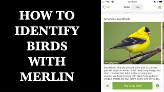 How to Use Merlin Bird ID Phone App to Identify a Bird from a Picture screenshot 5
