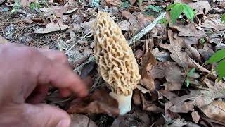 Morel Mushroom hunting in Oklahoma. Easter 2022.