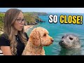 Our Most Unexpected Wildlife Encounter Ever in Pembrokeshire | Vanlife UK