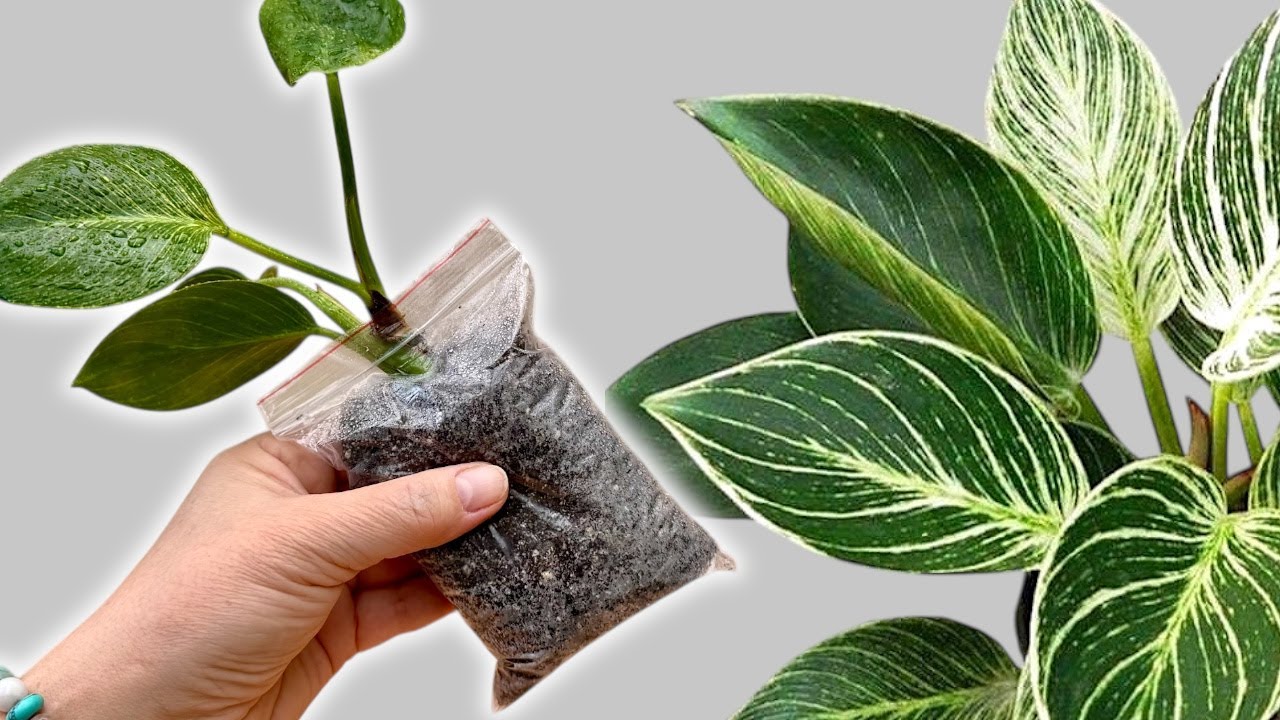Wish I Knew This Sooner! How to Fix a Leggy Philodendron 🌱
