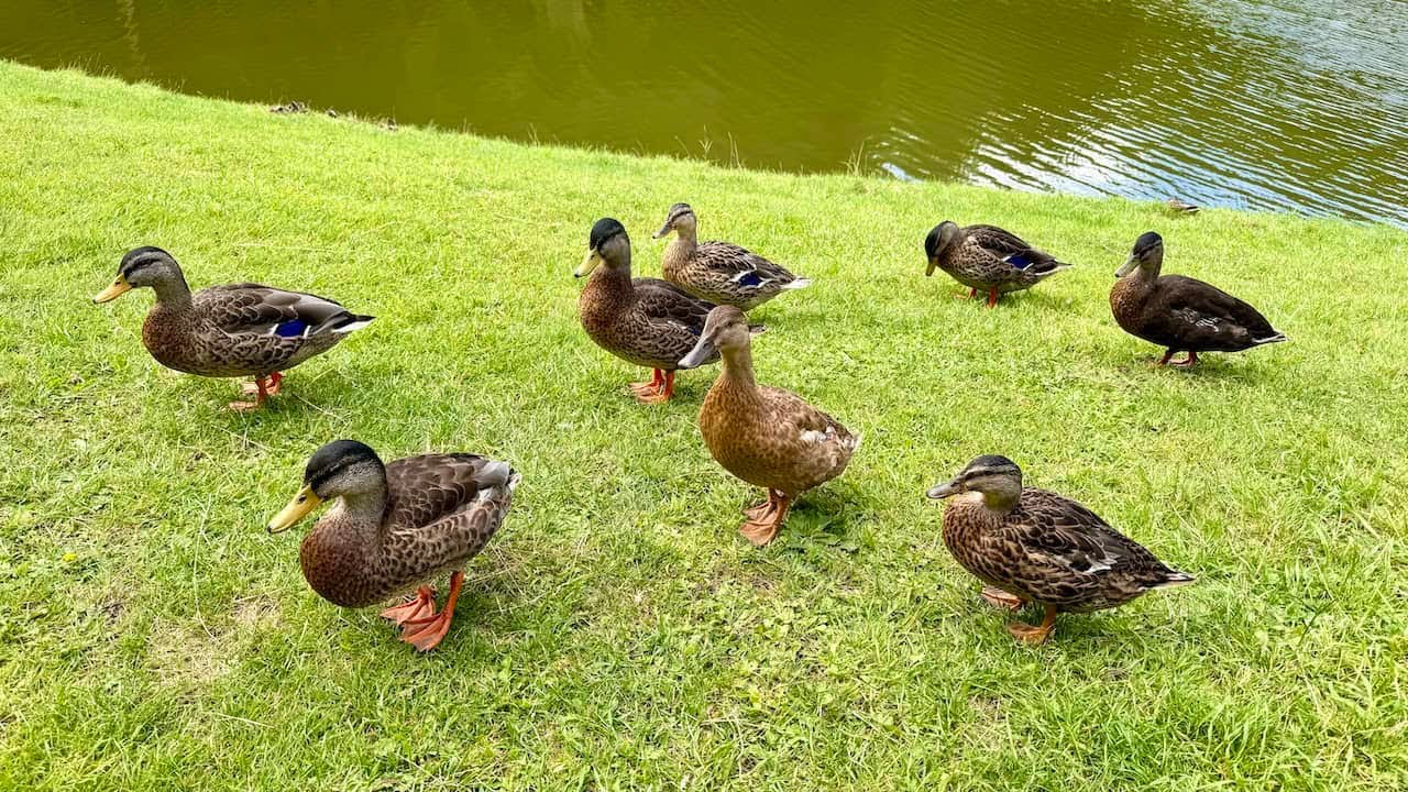 Tupgill Park: Walk Linking Wensley, Middleham and West Witton