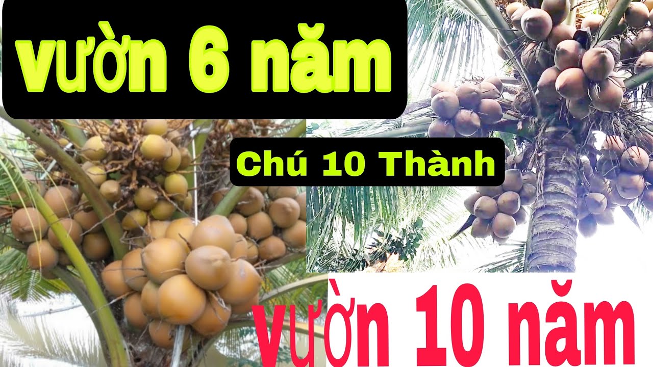 Vườn dừa giống mã lai đích bầu 9 năm tuổi của chú 10 tại Chợ Gạo Tiền Giang ,