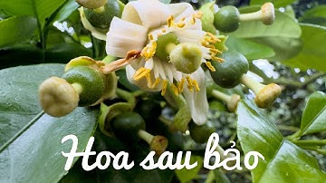 Bài toán giải, cho những vườn bị ảnh hưởn những cơn bảo vừa qua