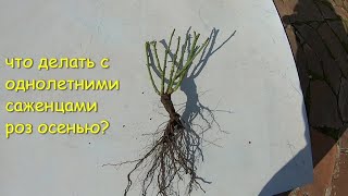 видео: Однолетние саженцы роз осенью. Обрезать или пригнуть? картинка: Однолетние саженцы роз осенью. Обрезать или пригнуть?