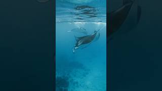Dont miss this in the Maldives!!! Snorkeling with huge Manta Rays at Soneva Secret #bucketlist