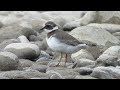 Common Ringed Plover - Sandregenpfeifer - Charadrius hiaticula