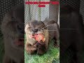 tanpa mata #otter #faktahewan #faktaunik #animals #surabaya #fypシ゚viral #fypシ゚ #zooanimals #pets