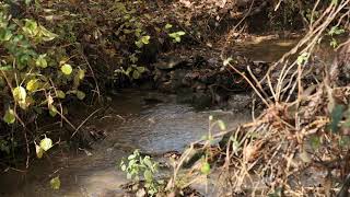 the brook flows again