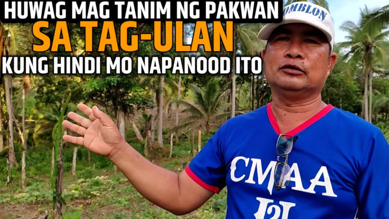HUWAG MAGTANIM NG PAKWAN SA TAG ULAN KUNG HINDI MO PA ITO ALAM | D' Green Thumb