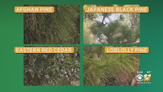 Watch Trees Try video