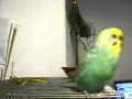 フリッパーズギターでウキウキ