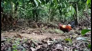 The wild rooster crows